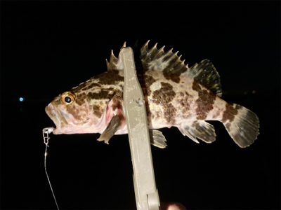 今宵のアジはグッドサイズ(^^)