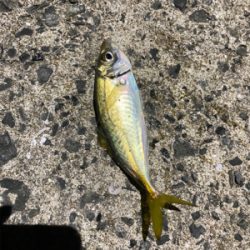 サビキ、ちょい投げ、穴釣り