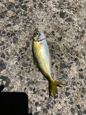 サビキ、ちょい投げ、穴釣り