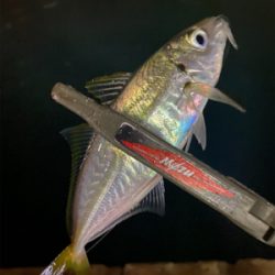 癒しのアジング