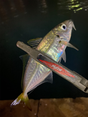 癒しのアジング