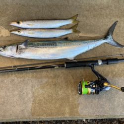 堤防ショアジギングでサゴシ&カマス&タコ