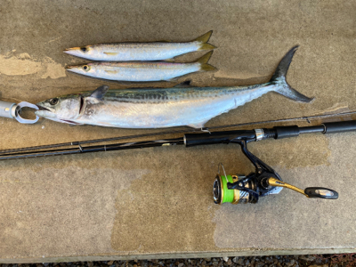 堤防ショアジギングでサゴシ&カマス&タコ