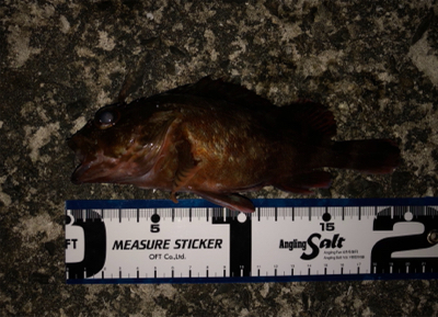 活性が低い時は・・・