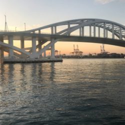 太刀魚→青物調査