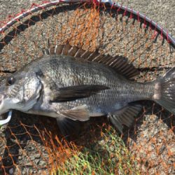 チヌ中型4枚、ガジラ1