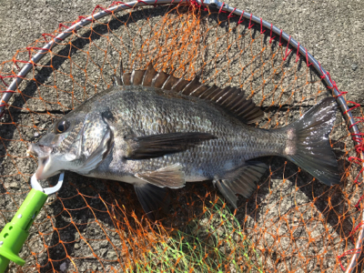 チヌ中型4枚、ガジラ1