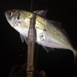 アジング練習 224