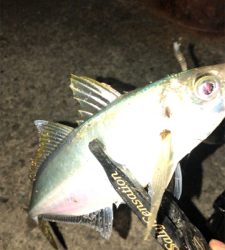 アジングナイト(プチ入れ食い)