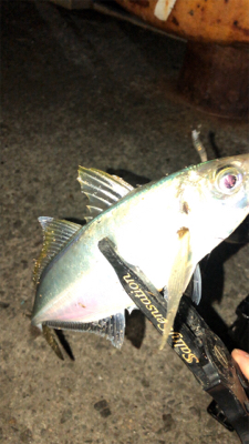 アジングナイト(プチ入れ食い)