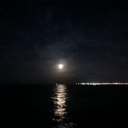 ひとりアジング