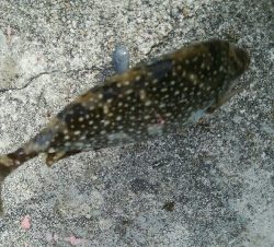 サビキで、小アジ14匹!アイゴ1匹!