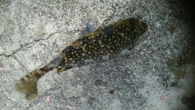 サビキで、小アジ14匹!アイゴ1匹!