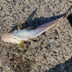 デイアジングで、アジ、カマス、真鯛、ワニごち！！