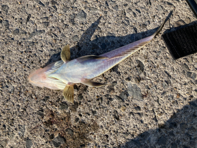 デイアジングで、アジ、カマス、真鯛、ワニごち！！