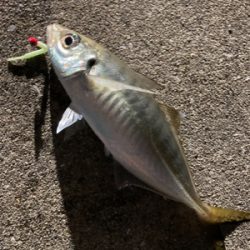 ボトムでアジ連発！