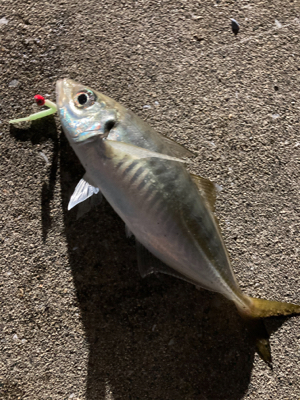 ボトムでアジ連発！