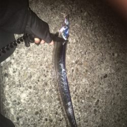 太刀魚釣れ出してるみたいです‍♂️