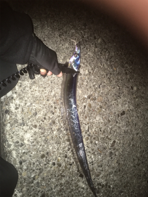 太刀魚釣れ出してるみたいです‍♂️