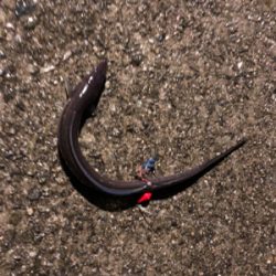 アジング練習のはずが