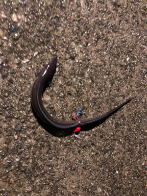 アジング練習のはずが