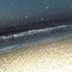 シーバスくん！