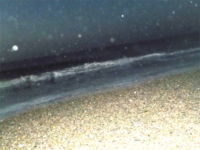 シーバスくん！