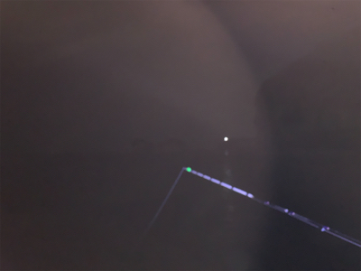 アオリイカ胴長29センチ