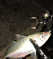 アジングナイト(寒かった)