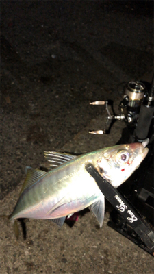 アジングナイト(寒かった)