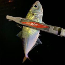 昨日のリベンジ釣行