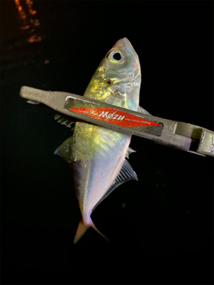 昨日のリベンジ釣行