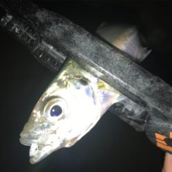 潮の動きは大事だねアジング