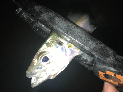 潮の動きは大事だねアジング