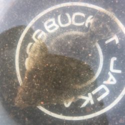 カレイ狙いのキス