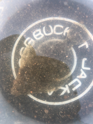 カレイ狙いのキス