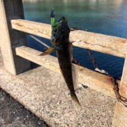 ネバってサゴシゲット