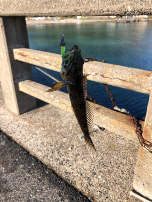 ネバってサゴシゲット