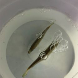 アジでイカを釣る