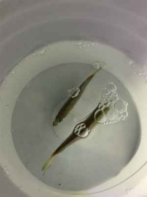 アジでイカを釣る