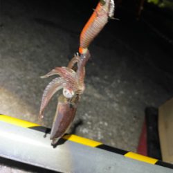 ヒイカ　エギング