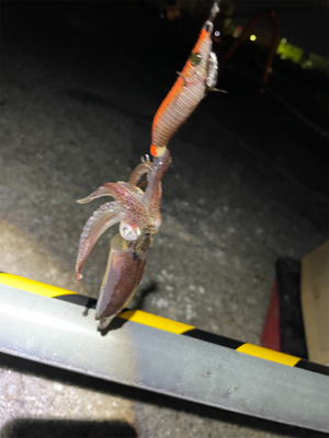 ヒイカ　エギング