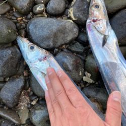 タチウオ爆釣!!指4サイズ連発!!