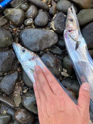 タチウオ爆釣!!指4サイズ連発!!