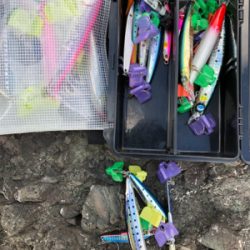 安定のアオリイカ