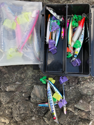 安定のアオリイカ