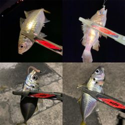 アジングは、楽しい