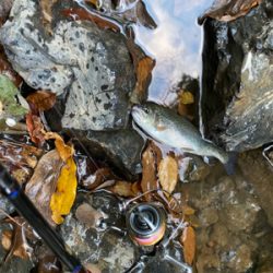 芥川　エリアトラウト