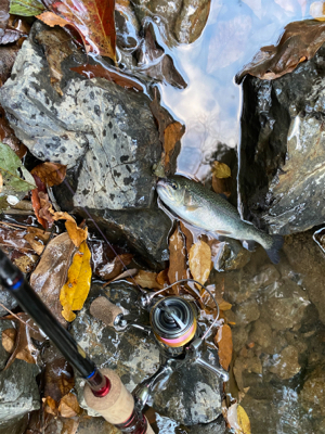 芥川　エリアトラウト