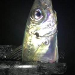 連夜のアジング